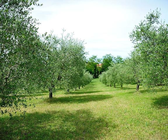 Agriturismo al Colle Emilia-Romagna Bertinoro Property Grounds