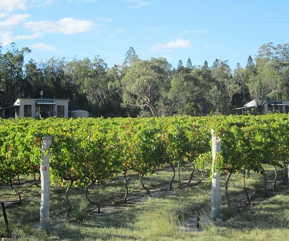 Just Red Wines Vineyard Cabins Queensland Ballandean Property Grounds
