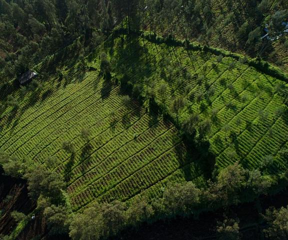 Plataran Bromo East Java Wonokitri Aerial View