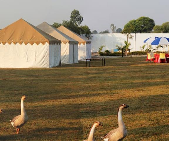 Samardha Jungle Resort Madhya Pradesh Bhopal Tent View