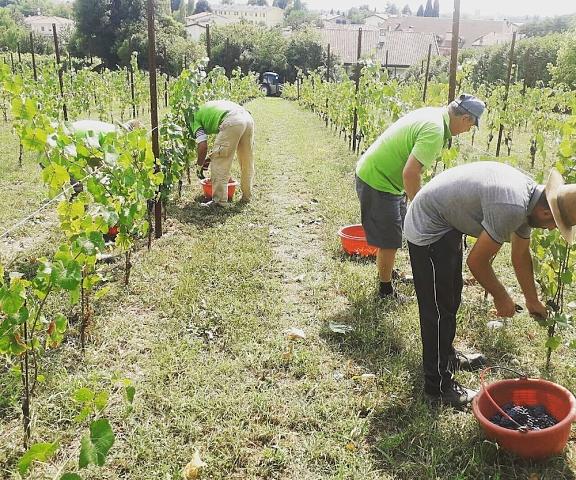 Agriturismo Scacciapensieri Friuli-Venezia Giulia Buttrio Winery