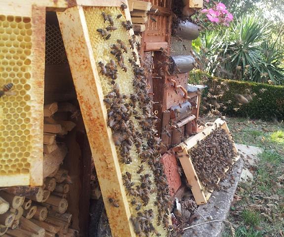 13 Bees Nouvelle-Aquitaine Confolens Exterior Detail