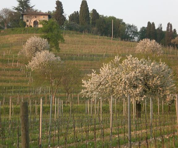 Agriturismo Colutta Friuli-Venezia Giulia Manzano Property Grounds