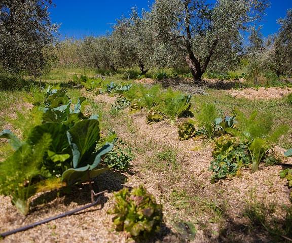 Agriturismo biologico Piccapane Puglia Cutrofiano Property Grounds