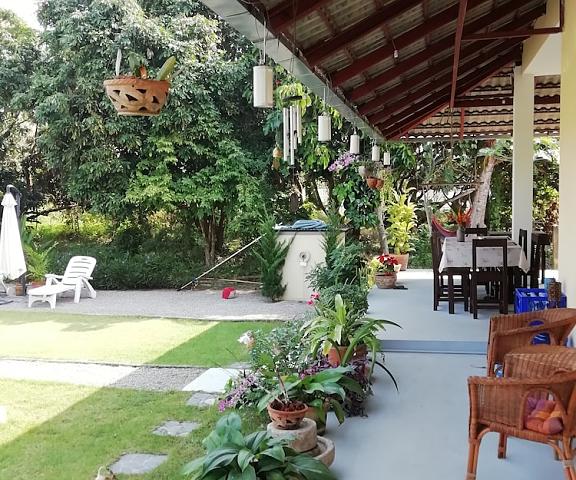 Longan Tree Chiang Mai Province Saraphi Terrace