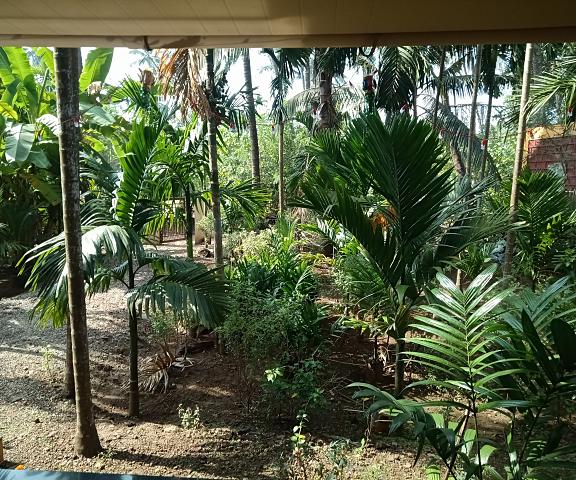 Areca Palms Maharashtra Diveagar Outdoors