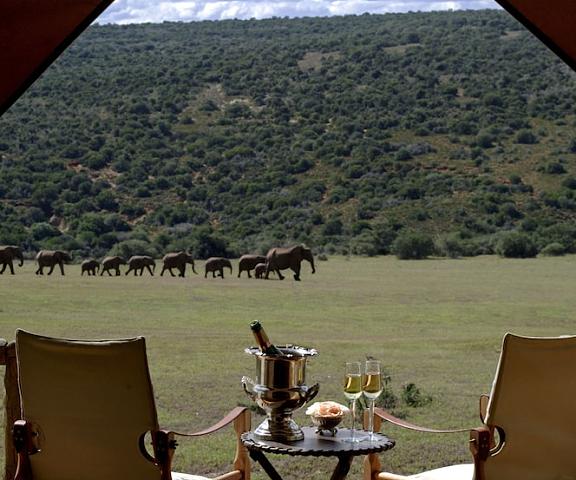 Gorah Elephant Camp Eastern Cape Addo Porch
