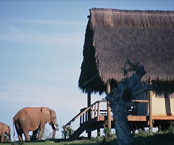 Gorah Elephant Camp Eastern Cape Addo Exterior Detail