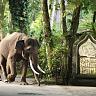 Mason Elephant Lodge