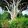 Banyan Tree Sanctuary